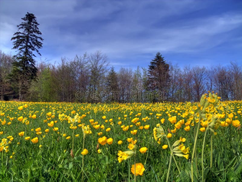 Lawn in spring