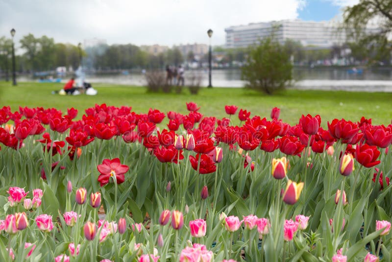Lawn with tulips stock images Lawn with tulips stock images