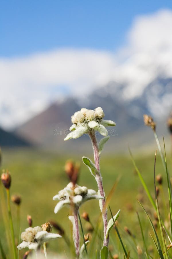 Lawn which are growing Edelweiss stock photos Lawn which are growing Edelweiss stock photos