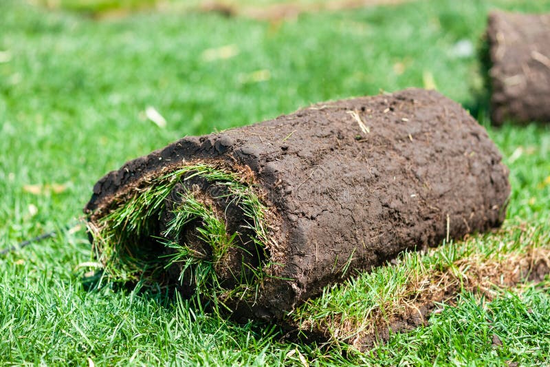 Lawns Coating by Natural Grass Dirt Rolls Stock Photo Image of copy, carpet 170863578