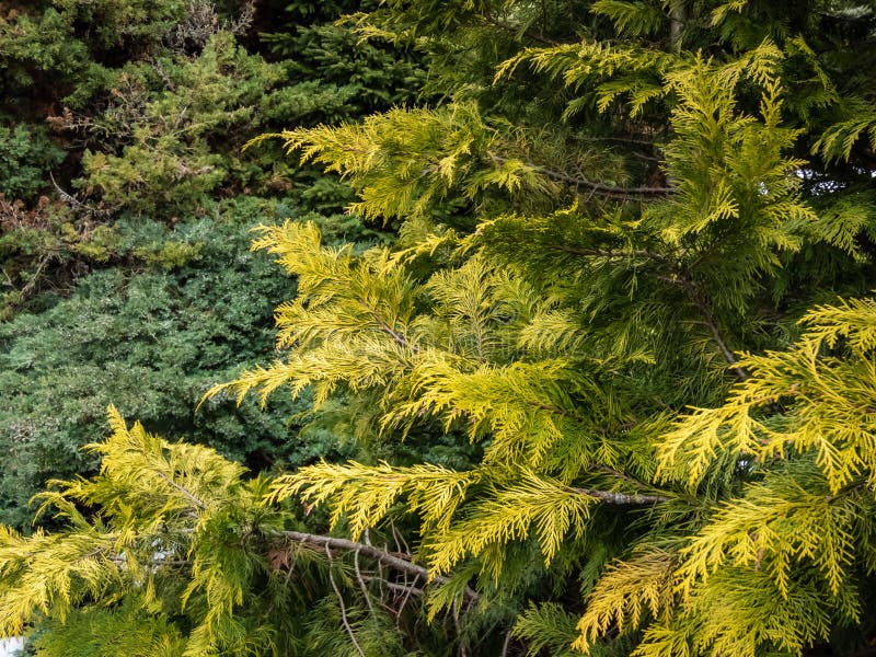 Lawson Cypress (Chamaecyparis Lawsoniana) Golden Wonder is Evergreen ...