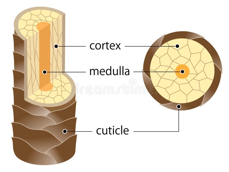 Medulla Stock Illustrations – 3,239 Medulla Stock Illustrations, Vectors & Clipart - Dreamstime Medulla Stock Illustrations – 3,239 Medulla Stock Illustrations, Vectors & Clipart - Dreamstime