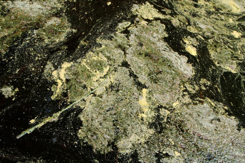 Pollen floating in the air stock photo. Image of mist 175693820