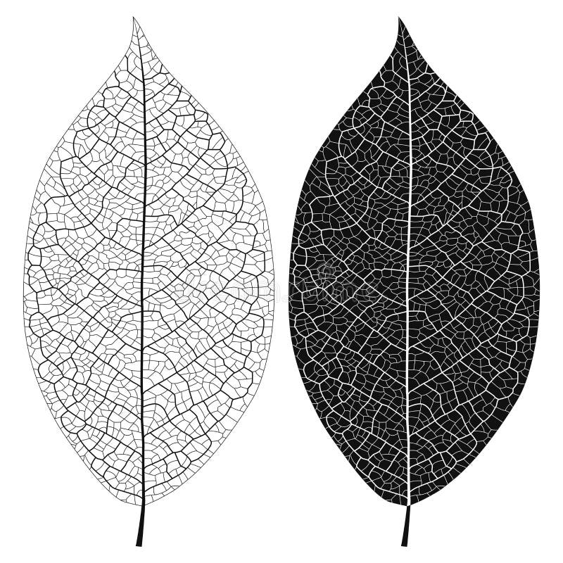 Vector illustration outline of leaf vein royalty free illustration
