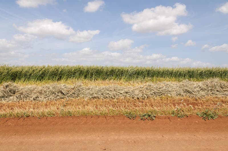 Wheat field