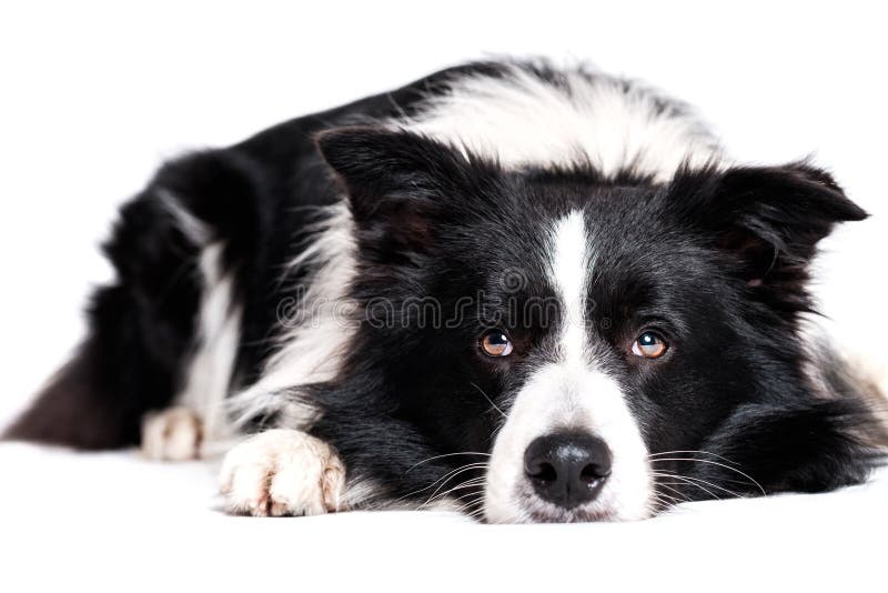 Laying border collie stock photography