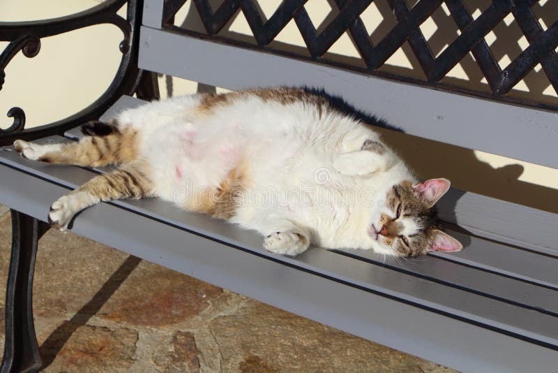 Laying Down Tabby Cat On A Bench Stock Photo Image of portrait, mammal 92771536