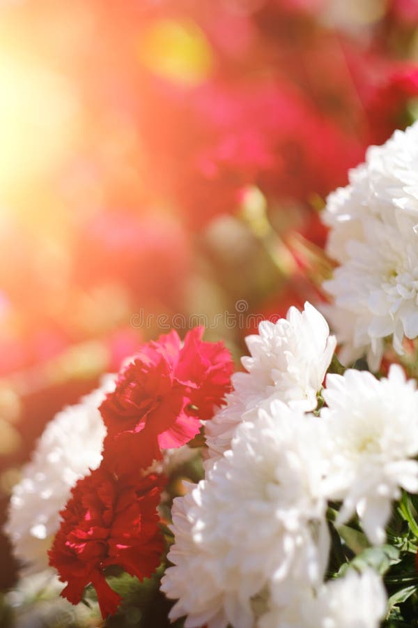 Laying Flowers on Victory Day on the Ninth of May Stock Photo Image