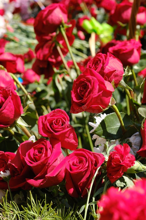 Laying Flowers on Victory Day on the Ninth of May Stock Image Image