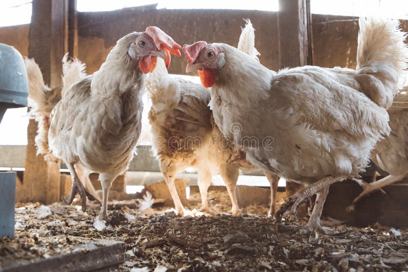 Laying Hens in the Chicken Coop Stock Photo Image of animal, feeding