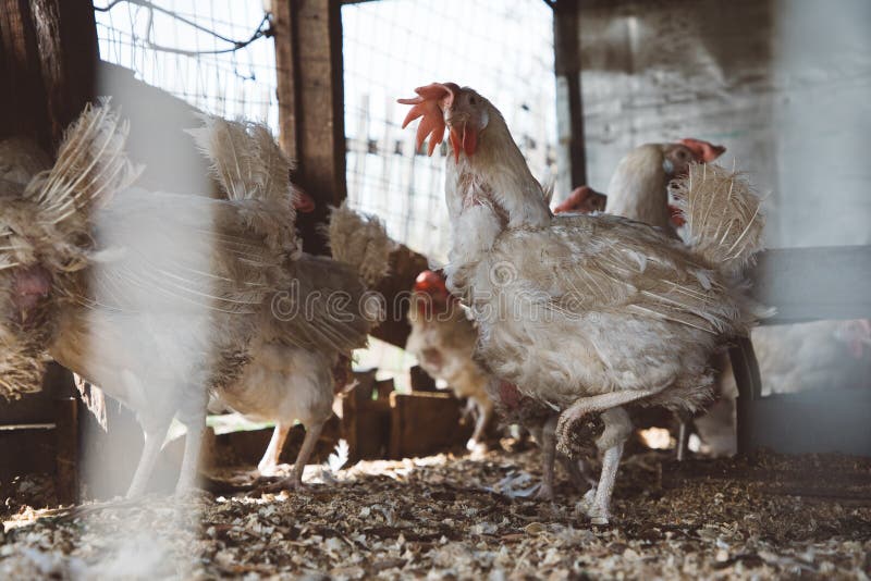 Laying Hens in the Chicken Coop Stock Photo Image of cage, bird