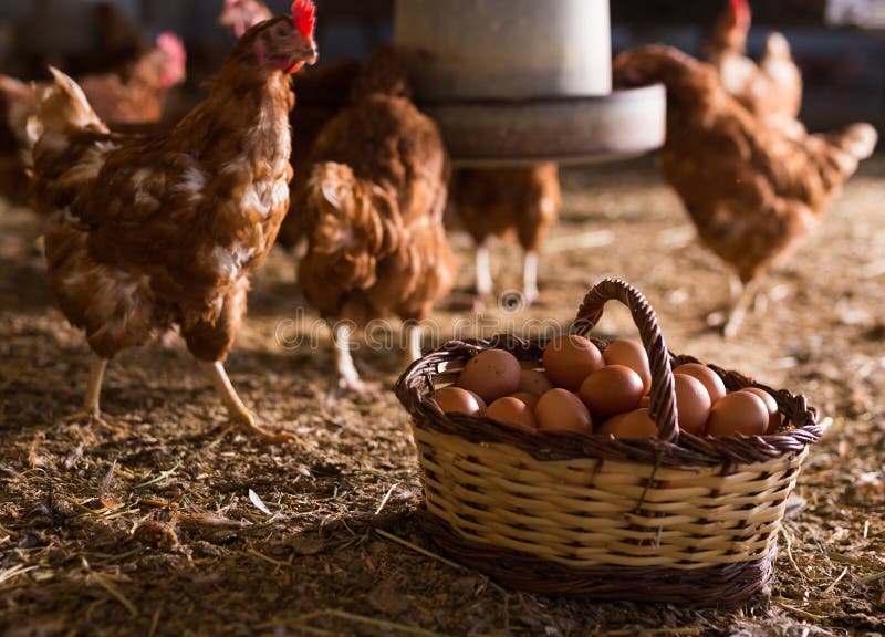 Laying Hens Next To Basket Full of Fresh Eggs in Chicken Coop Stock