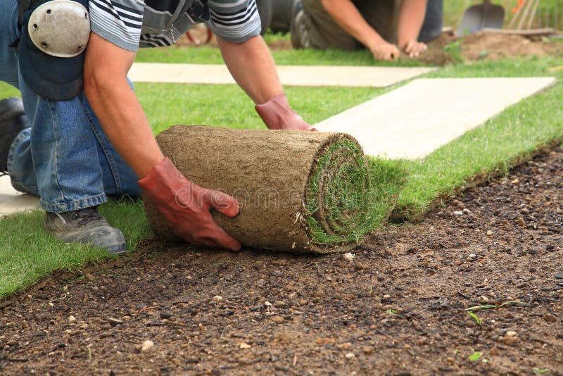 L'uomo posa zolle per il nuovo giardino prato.