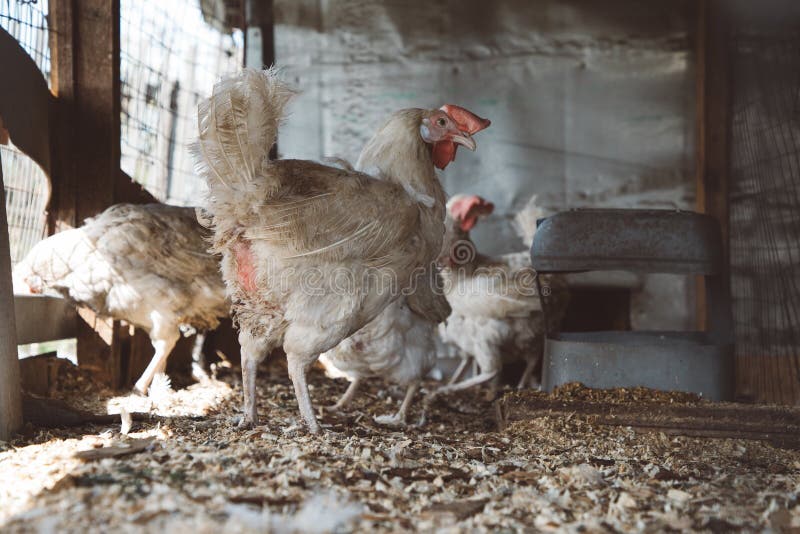Laying White Hens in the Chicken Coop Stock Photo Image of coop
