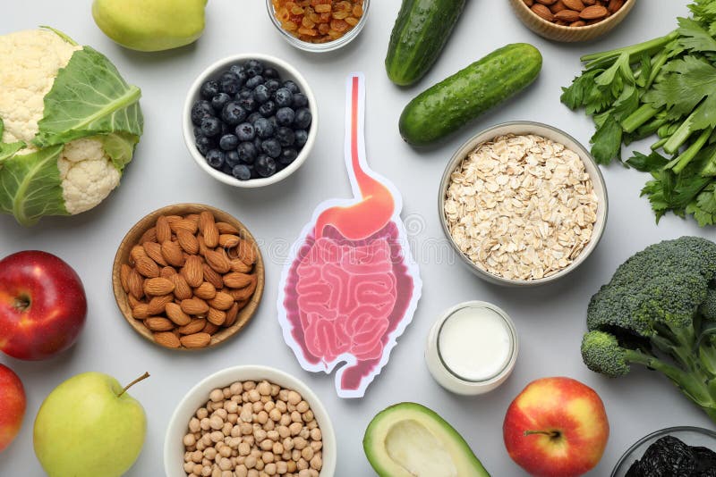 Layout of gastrointestinal tract model and products to help digestion on light table, top view stock images