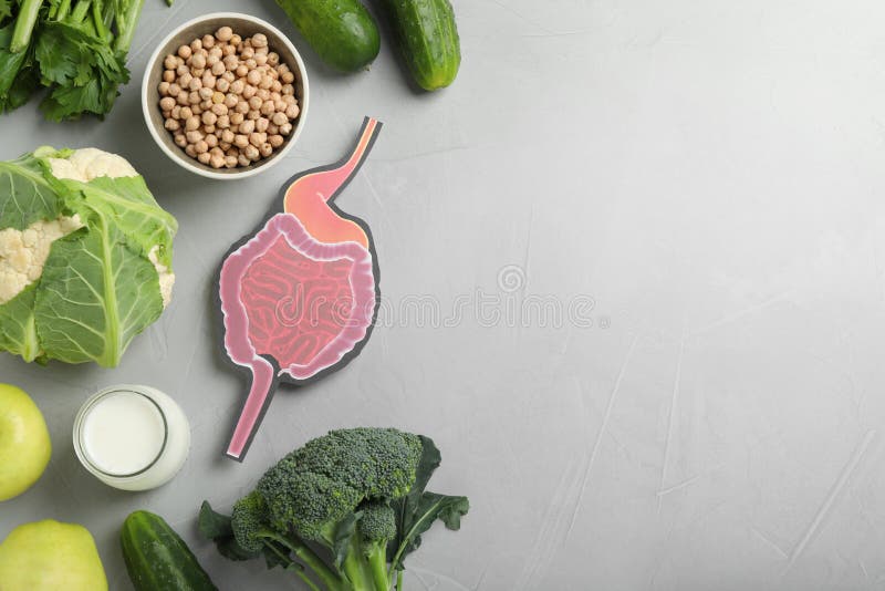 Layout of gastrointestinal tract model and products to help digestion on light table, top view. Space for text stock photos