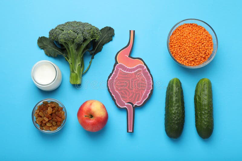 Layout of gastrointestinal tract model and products to help digestion on turquoise background, top view royalty free stock photo