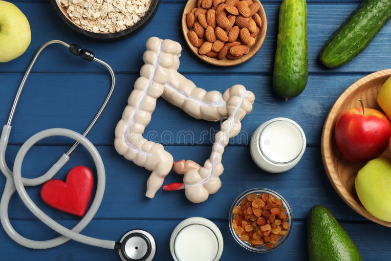 Layout of intestine model and products to help digestion on blue wooden table, top view stock photos