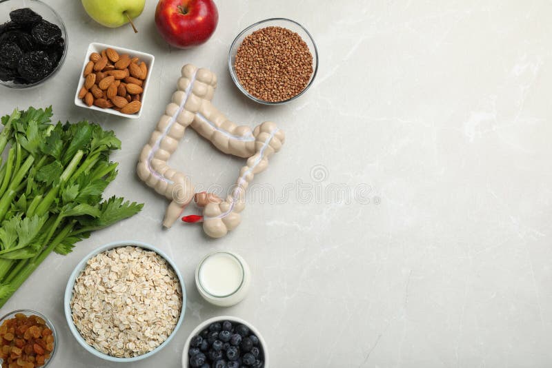 Layout of intestine model and products to help digestion on light marble table, top view. Space for text stock photos