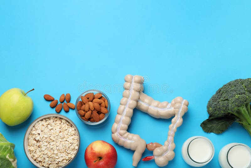 Layout of intestine model and products to help digestion on turquoise background, top view. Space for text stock photo