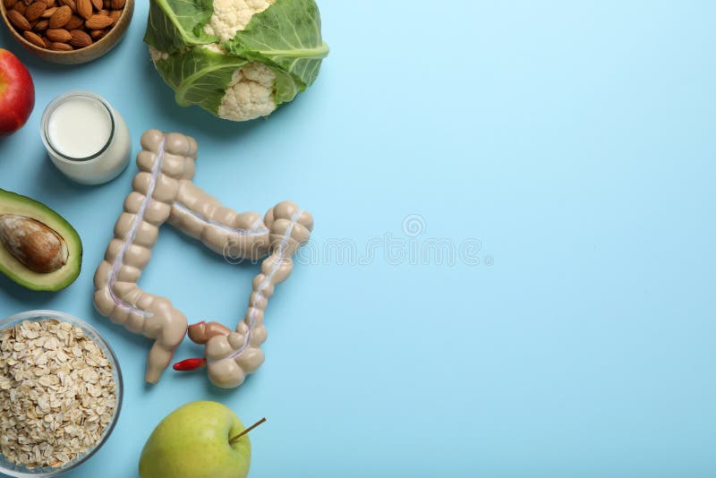 Layout of intestine model and products to help digestion on turquoise background, top view. Space for text royalty free stock photos