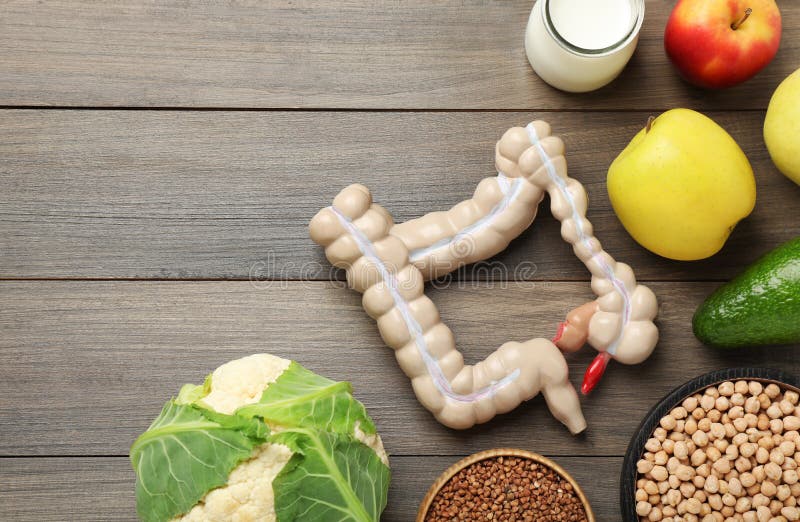 Layout of intestine model and products to help digestion on wooden table, top view. Space for text royalty free stock photo