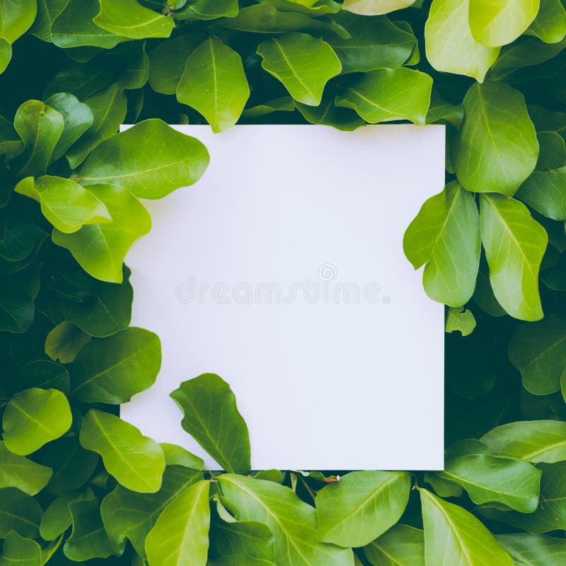Layout made of leaves with paper card note. Flat lay. Nature concept. Green leaves. Creative layout. royalty free stock images