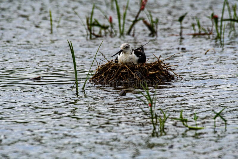 It Lays Eggs in the Field when it is Dry, and Raises Chicks in Floating  Nests when it is Flooded. Stock Photo - Image of split, nests: 223137702
