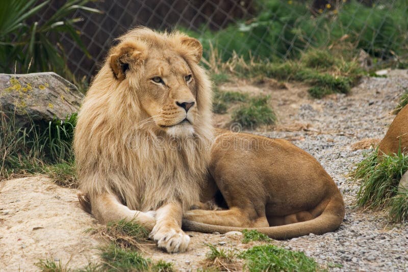 Lazing Lion