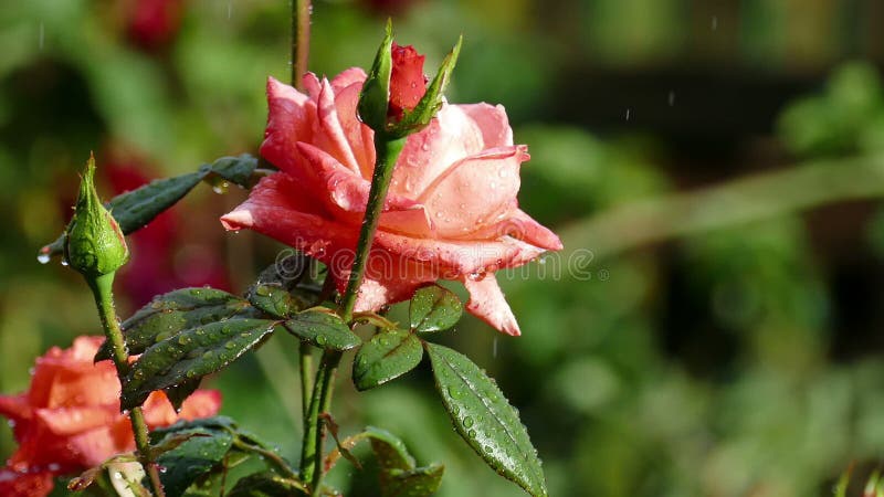 Lazo de rosas rojas en la lluvia Hojas en descensos del agua almacen de video