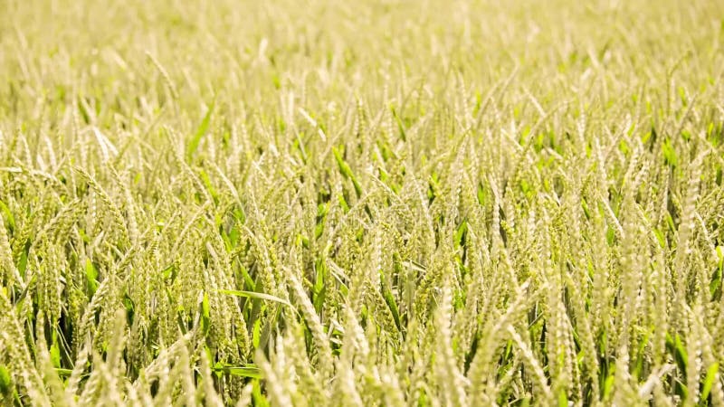 Lazo inconsútil, campo de trigo verde que se mueve en el viento, concepto orgánico del trigo de la agricultura, vídeo HD