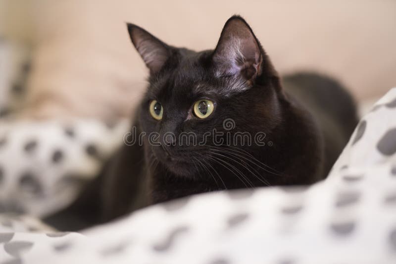Lazy big black cat laying on bed, blur