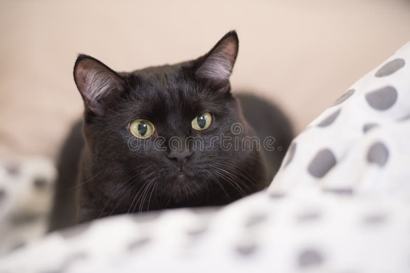 Lazy big black cat laying on bed. Blur image