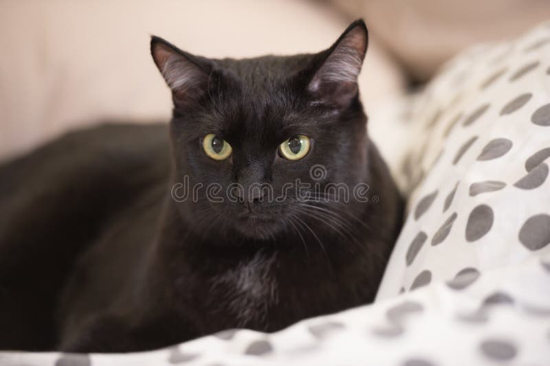 Lazy big black cat laying relaxed on bed. Lazy big black cat laying relaxed on bed