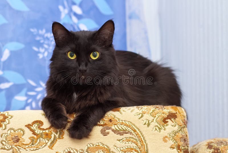 Lazy black cat laying on the sofa