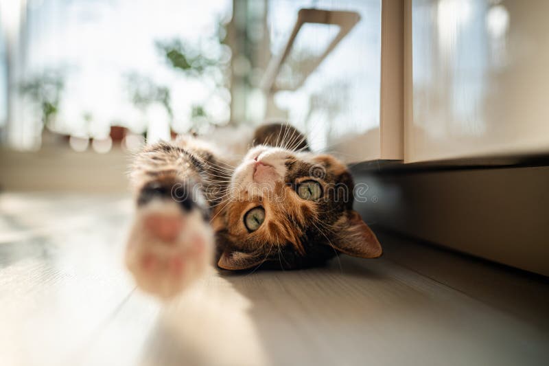 Lazy calico cat lying on the floor and raising, stretching paw, wants to play, looking at camera.