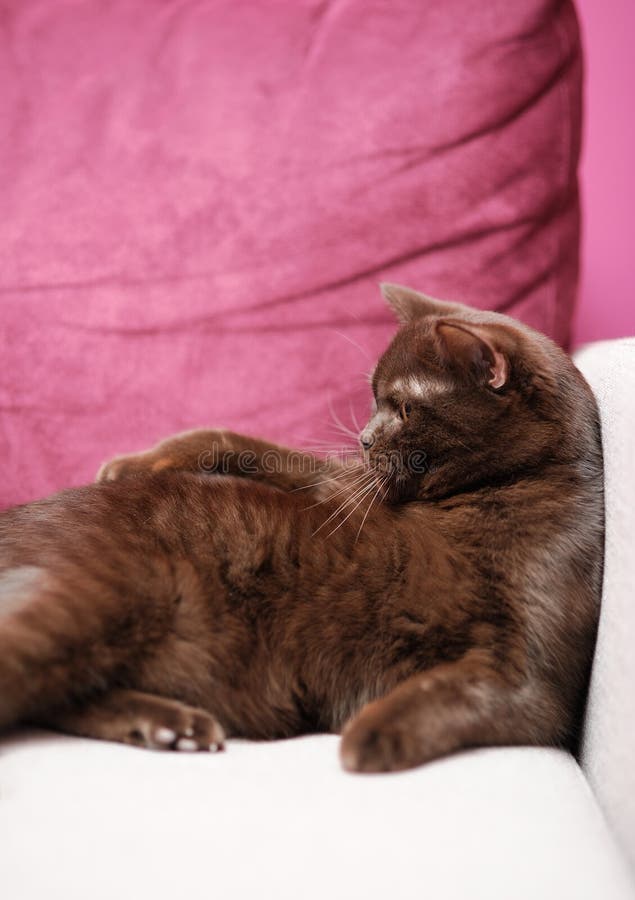 British cat laying on the couch. British cat laying on the couch