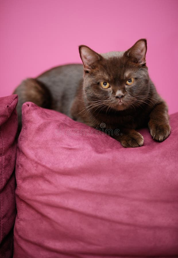 British cat laying on the couch. British cat laying on the couch