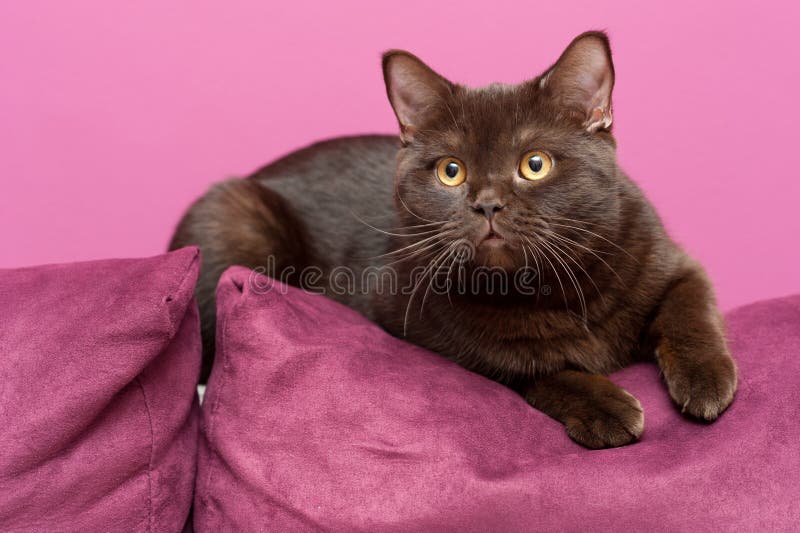 British cat laying on the couch. British cat laying on the couch