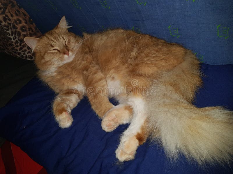 Lazy cat orange fluffy fat stock image. Image of ragamuffin 98723403
