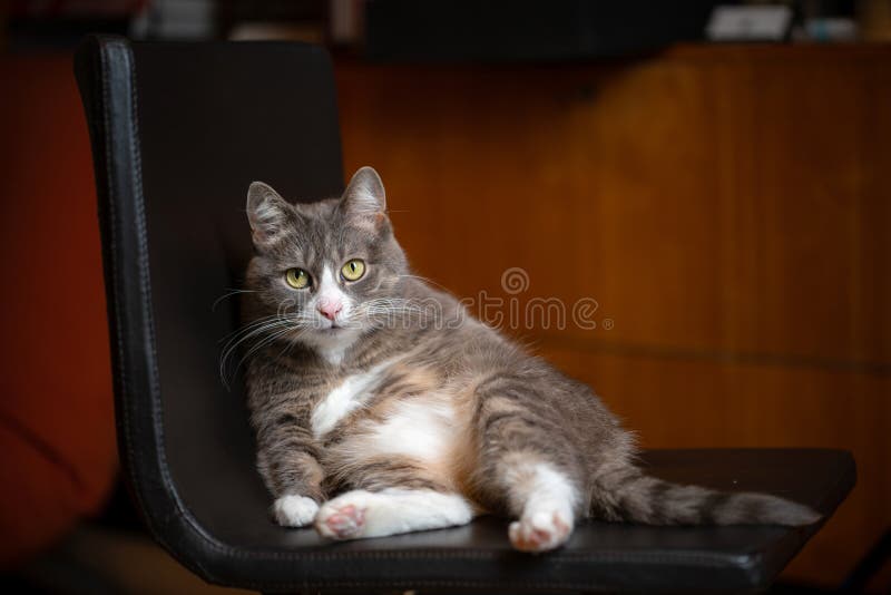 Lazy cat sitting on a chair. Funny domestic pet resting indoors.