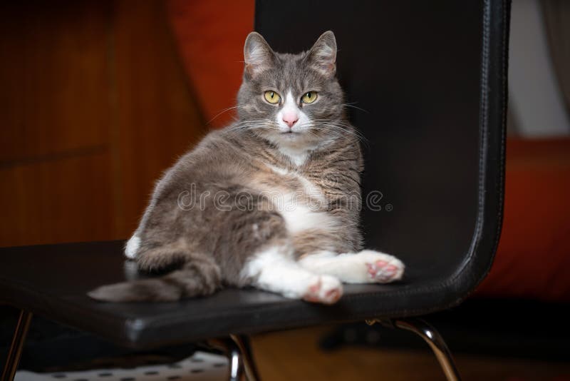 Lazy cat sitting on a chair. Funny domestic pet resting indoors.