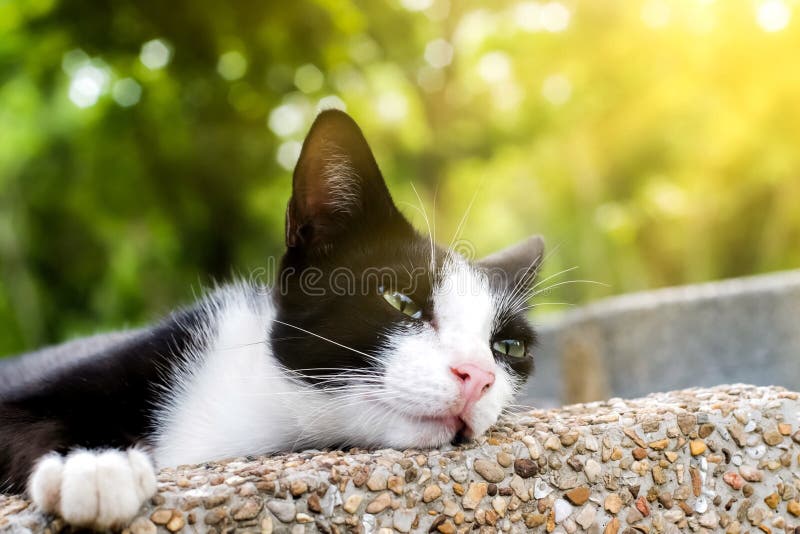 29,890 Lazy Cat Stock Photos - Free & Royalty-Free Stock Photos from Dreamstime 29,890 Lazy Cat Stock Photos - Free & Royalty-Free Stock Photos from Dreamstime