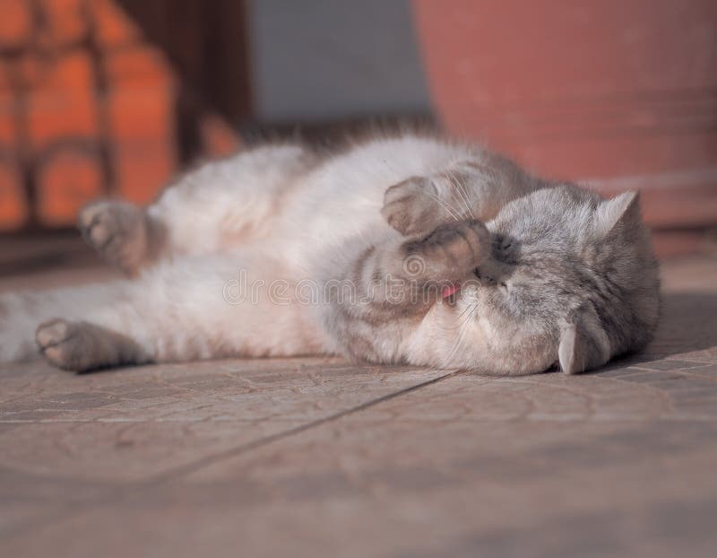 The Lazy cute cat laying at the sun and playing