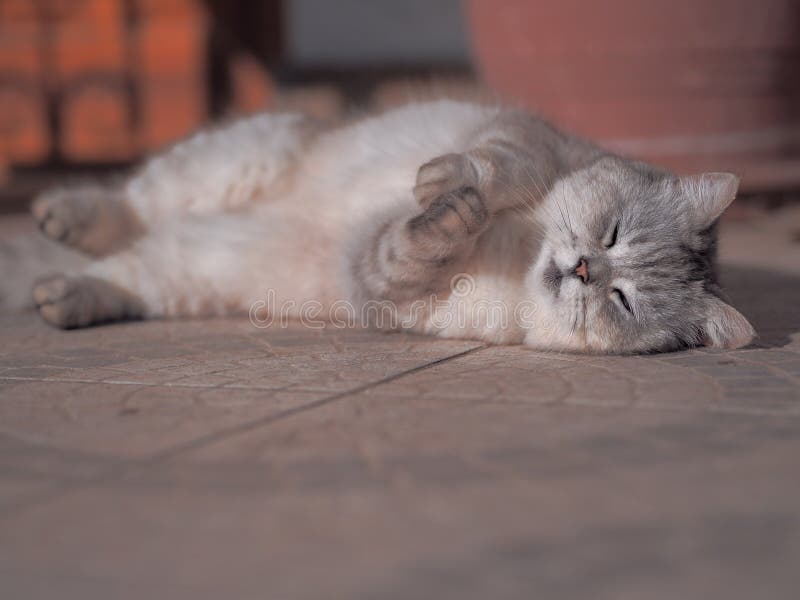 The Lazy cute cat laying at the sun and playing