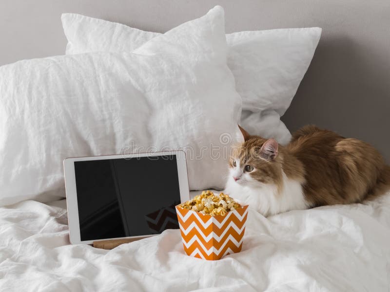 Lazy Day Tablette Popcorn süße Ingwerkatze auf dem Bett im Schlafzimmer lizenzfreies stockfoto