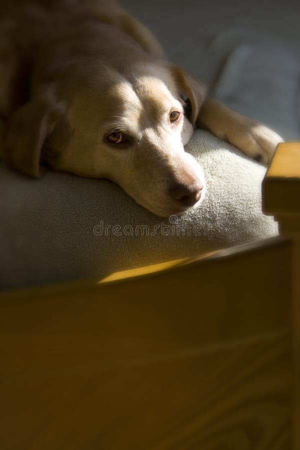 Lazy Dog stock photo. Image of relaxed, wooden, sleeping 13428414