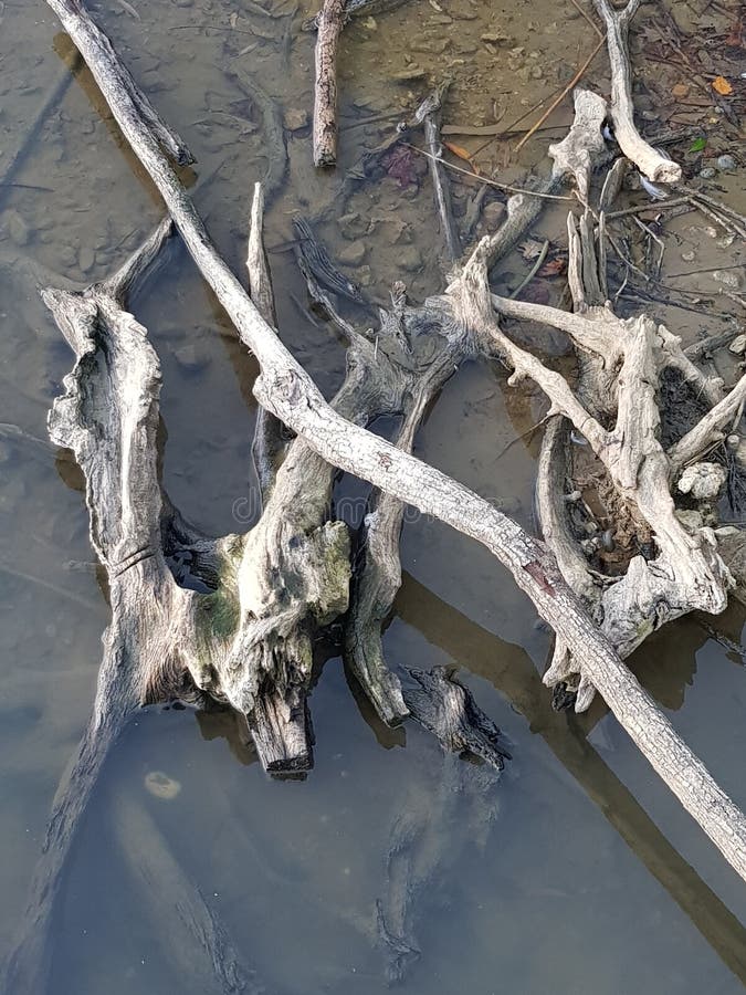Lazy drift wood stock photo Lazy drift wood stock photo
