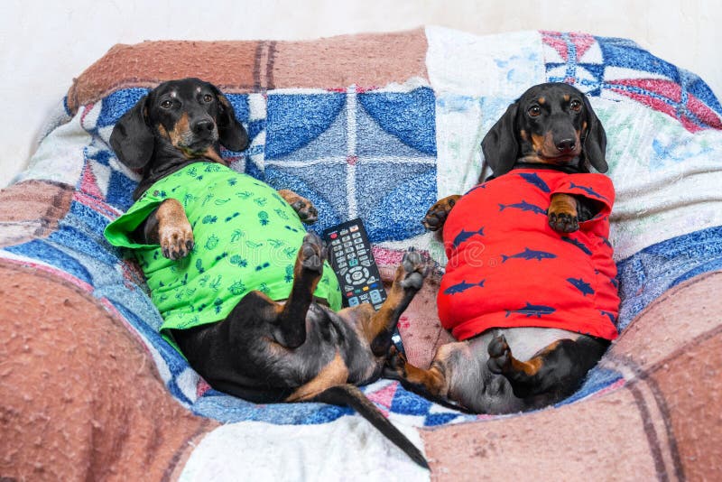 Lazy dachshund hotsell