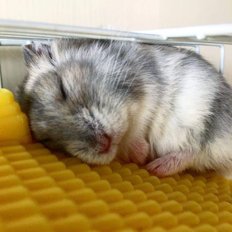 lazy-hamster-sleeping-beautiful-little-animal-deep-108821731